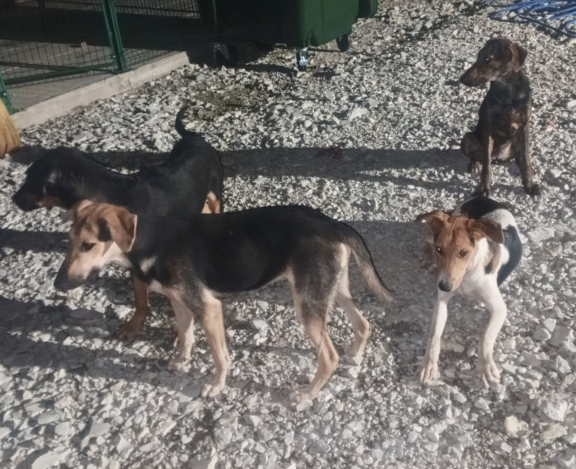 Подопечные