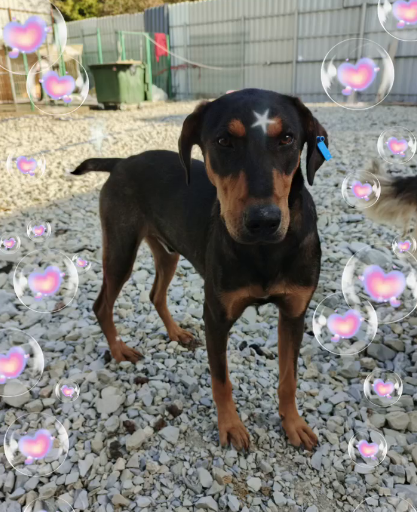 Щенки ищут дом